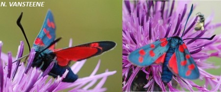 Zygaena filipendulae